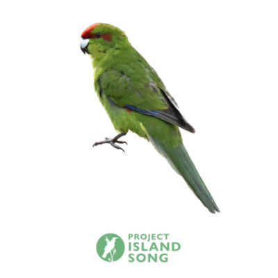 Kākāriki - Unisex Tee Design