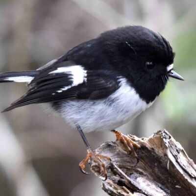 Tomtit Thumbnail