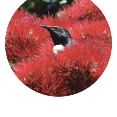 Tui in Pōhutukawa flowers Thumbnail